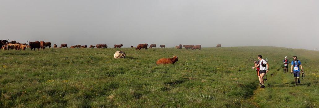 Trail volcans vaches